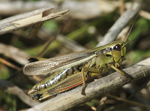 Stethophyma grossum